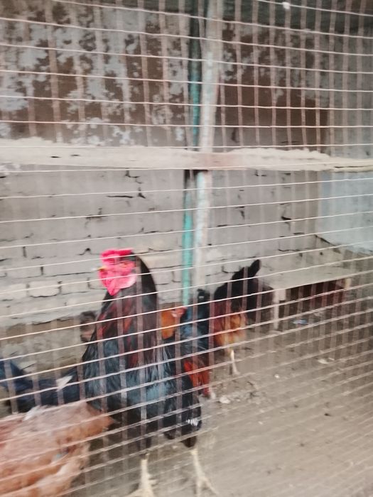 Хўроз сатилади дамашне