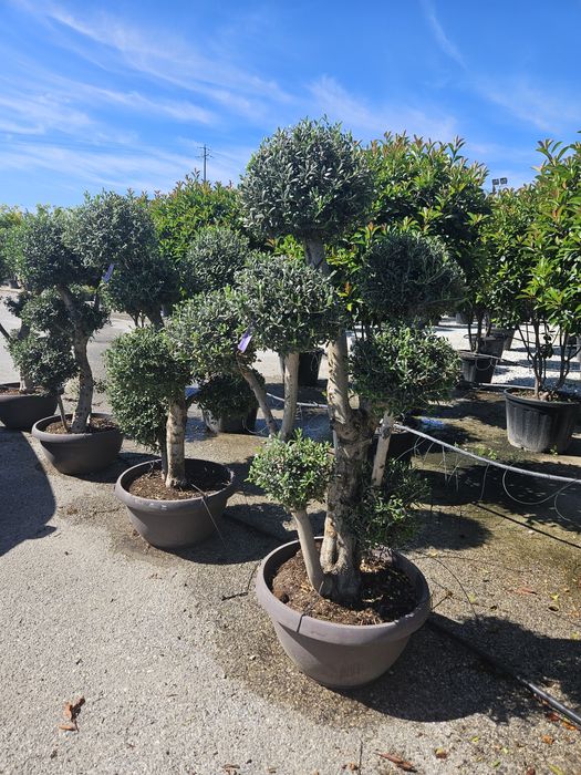Leylandi maslin bonsai glandeflora