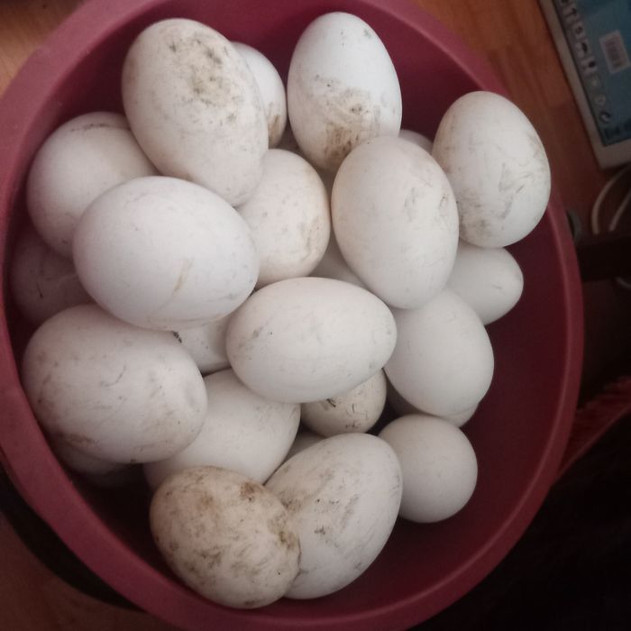 Vând oua de gâsca valea larga