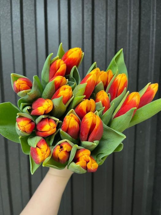 Предзаказ тюльпанов