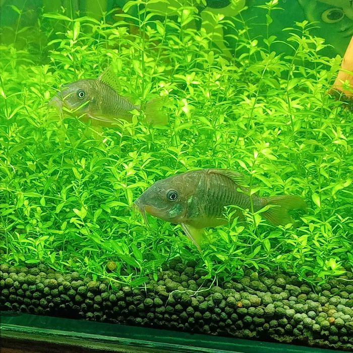 Чистельшик дна Коридорас изумрудный или зелёный сомик