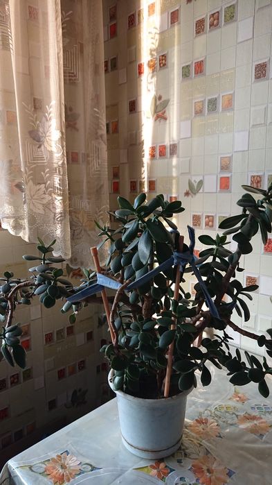 Продам Толстянка