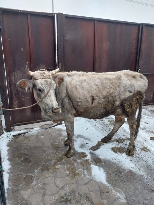 Сиыр сатам жуас