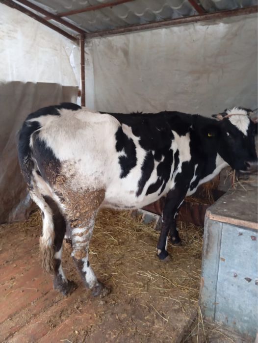Продам корову на откорме