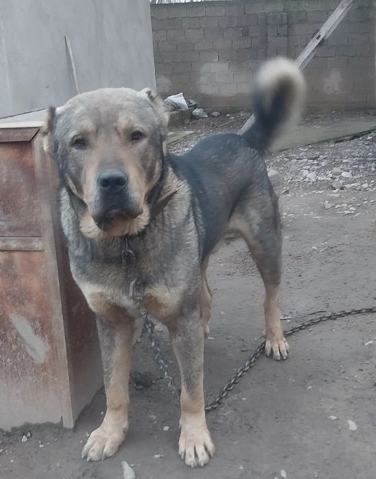 Ит сатылады еркек