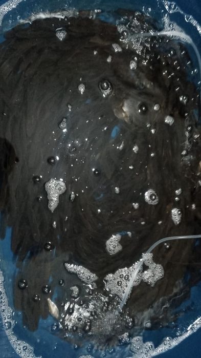 Продам живцов  разного размера