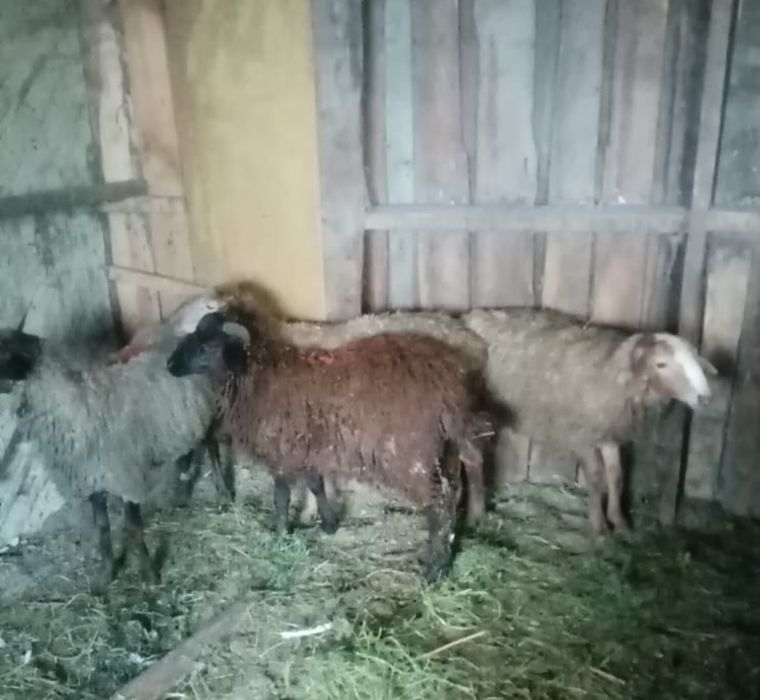 Бараны откормленные   продам