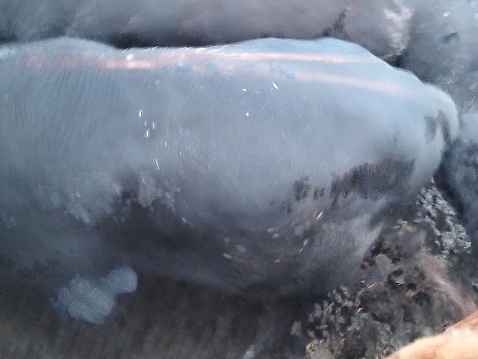 Продам быков телочек на мясо