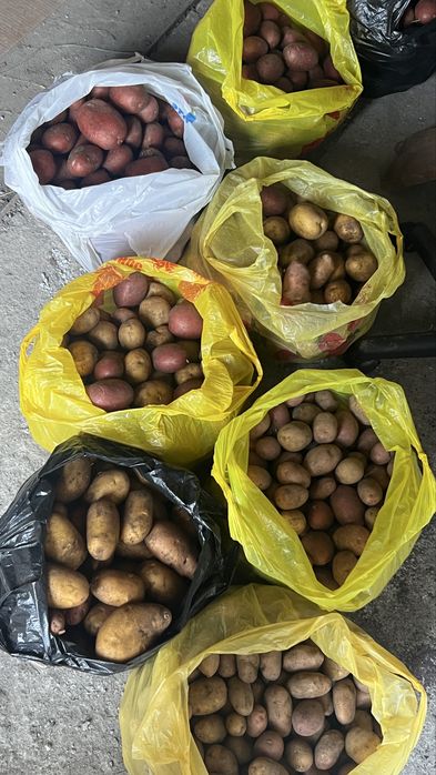 Картофель домашний