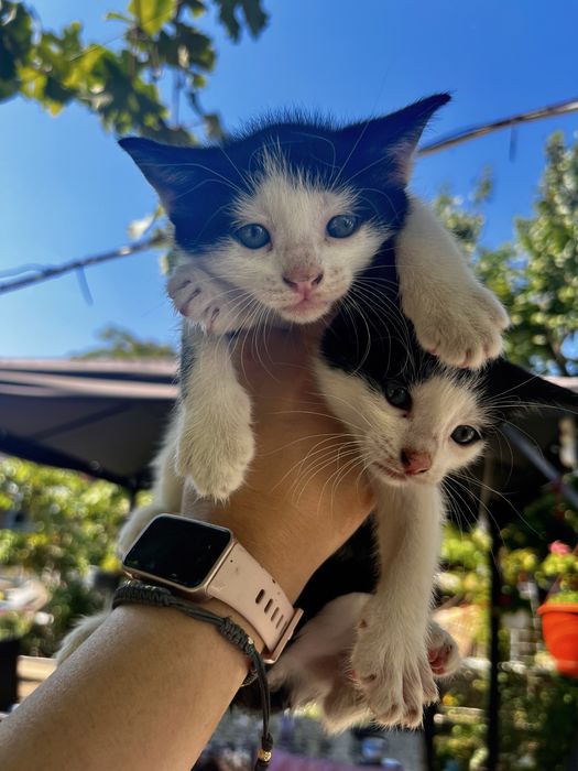 Подарявам малки котенца на  1 месец