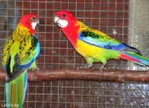 Разелаа продаются