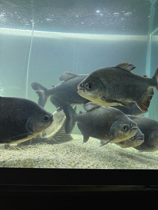 Пиранье сатамын.