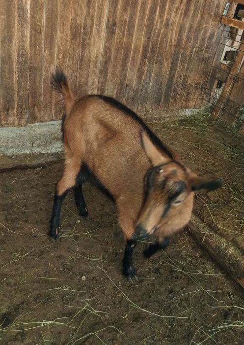 Iada alpina franceza