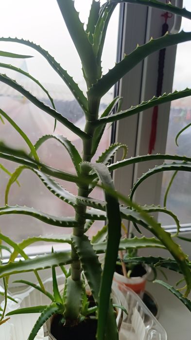 Продается 3 лечебное алое