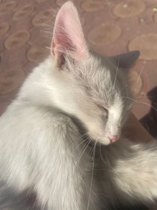 отдам котенка в хорошие руки.