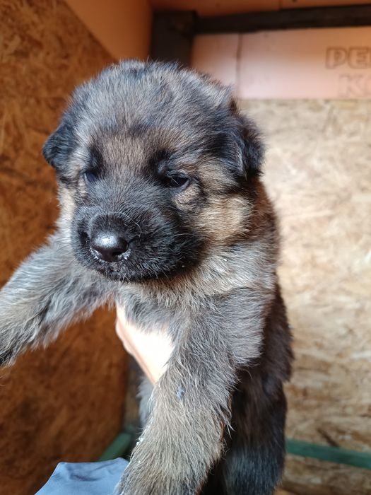 Щенок немецкой овчарки.