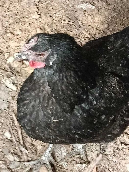 Куры микс продам.