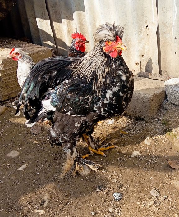Cocoș și găini Moțate