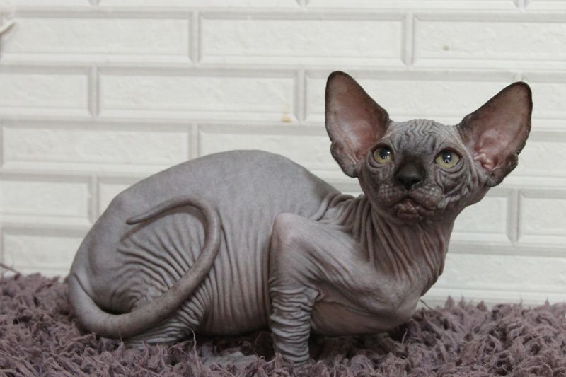 Котята канадского сфинкса