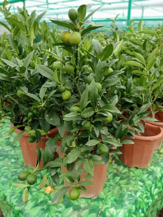 Мандарин ва кумкуват кучатлари сотилади хосиллари билан.