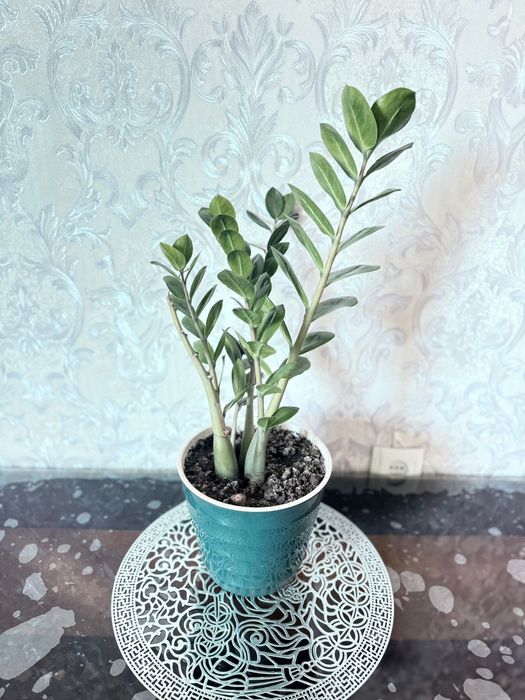 Долларовое дерево