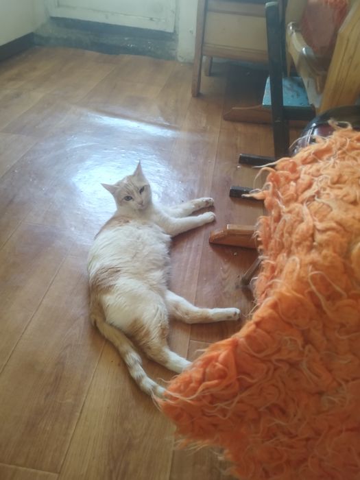 Хорошие катята обсолютно бесплатно