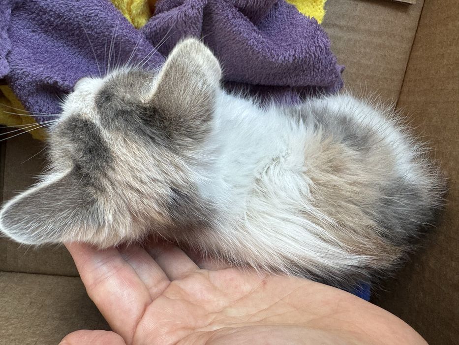 Отдам девочку котенка в добрые руки
