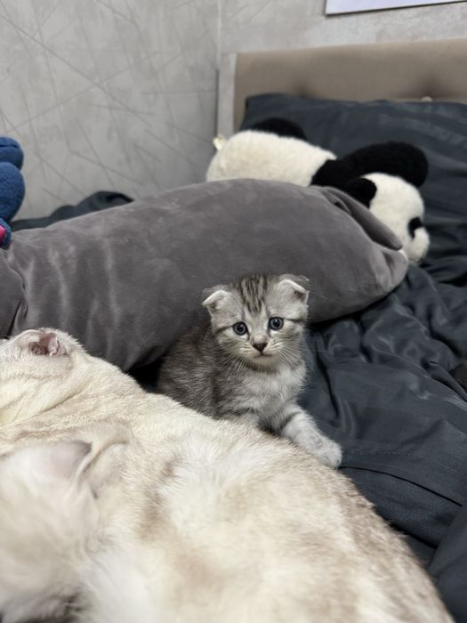 Продаются шотландские котята