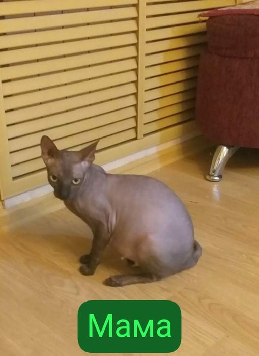 Канадские котята 1 месяц.