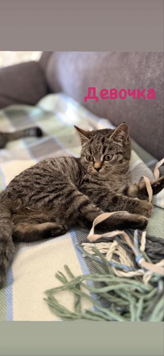 Отдам котят в добрые руки