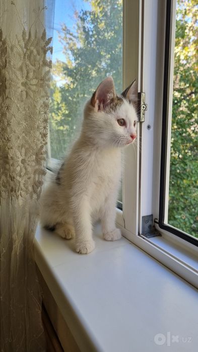 Отдам в добрые руки котенка