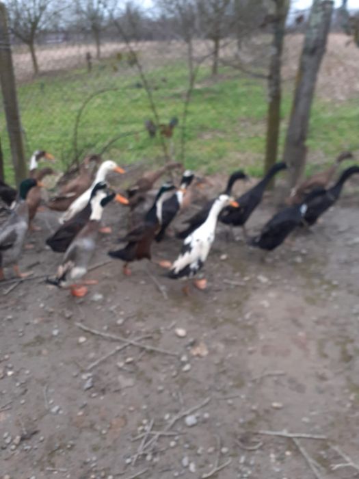 Vând rate alergatoare indiene la pereche