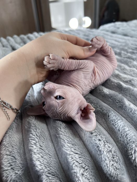 Продается котенок сфинкс