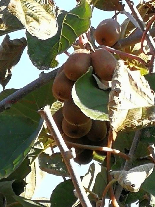 Продава се Парцел в Варна, м-т Боровец - юг - 734 кв.м за 55 €/кв.м - Снимка #2