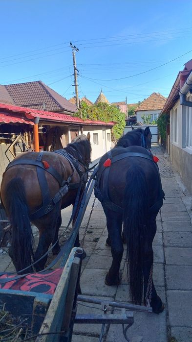Vând mânză de 2 ani