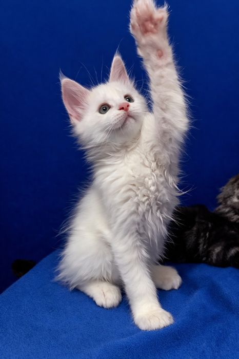 Котята Мейн Кун ( питомник)