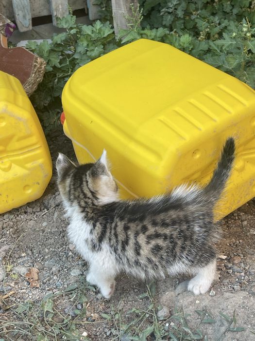 Котята бесплатно