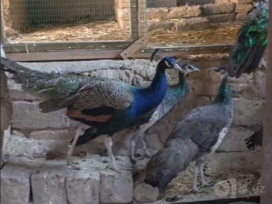 Tovuslar sotiladi