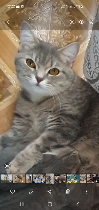 Продам котят в добрые руки