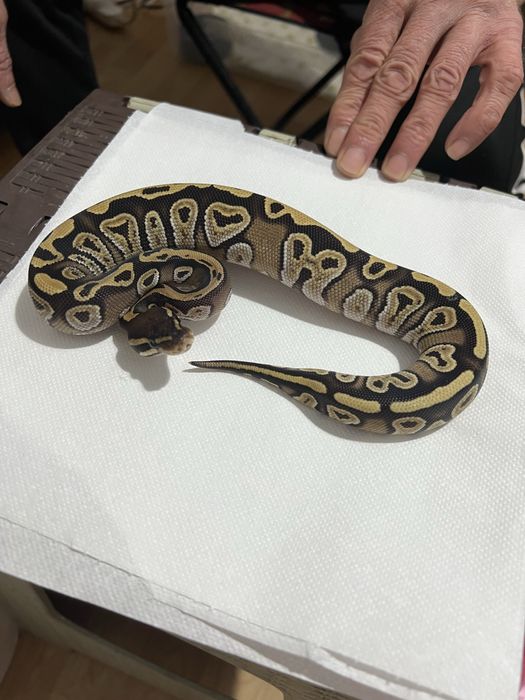 CornSnake & Piton Ball