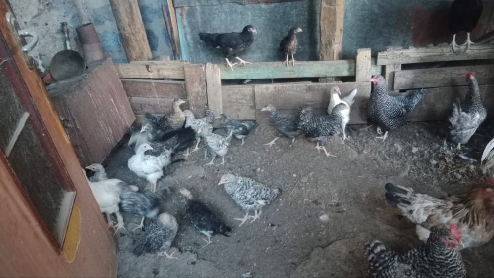 Домашние куры продам