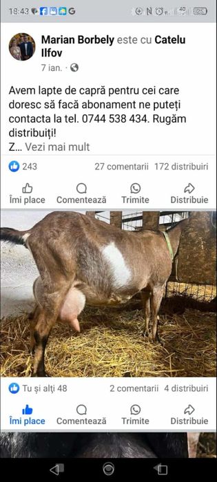 Tapişor Anglonubian - parinti cu pedigree