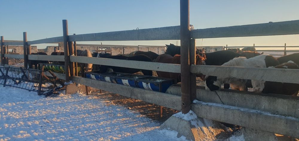 Продам лошадей с откорма 30 голов