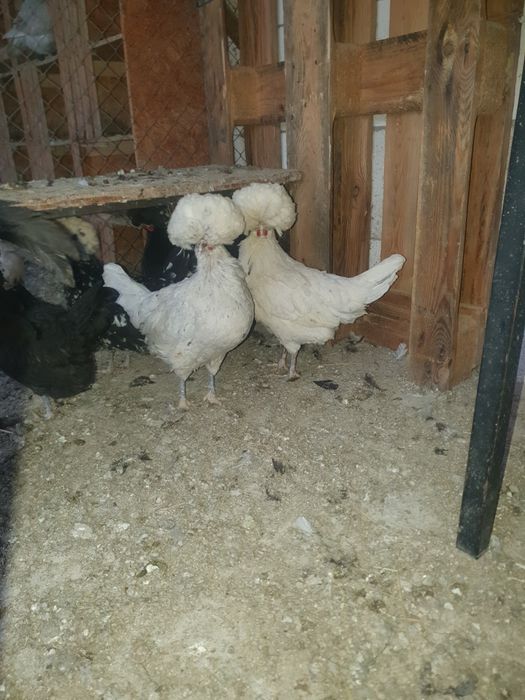 Vand motata olandeza.