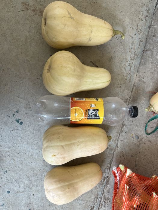 Аскабак тыква матильда свежая