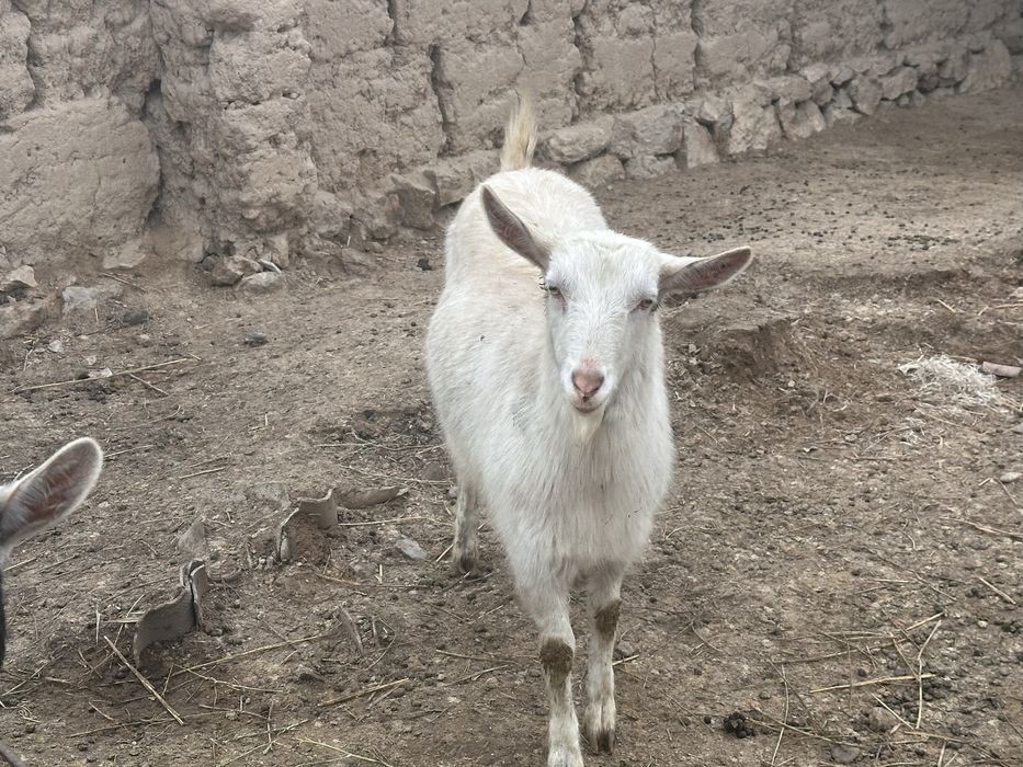 Орыс ешкі сатылады