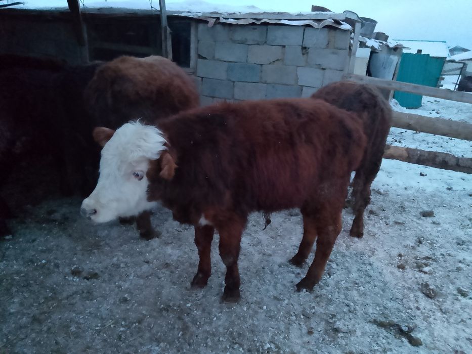 2 еркек 1 ұрғашы бұзаулар сатылады