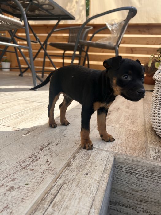 Donez Pinscher pitic ,rasã purã,femelã