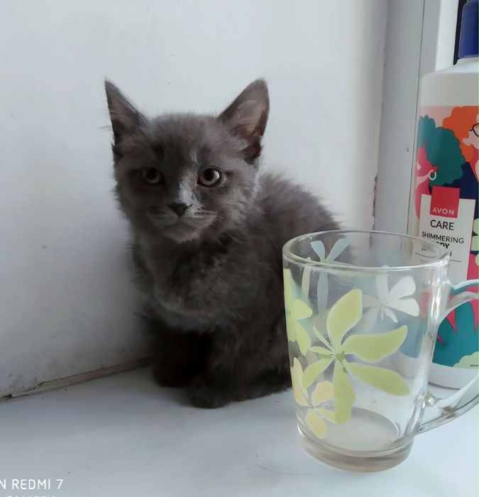 Кошечка 1 месяц ждет своих родителей