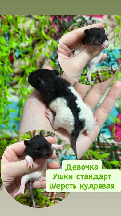 Крысы малыши (крысята,крыса)